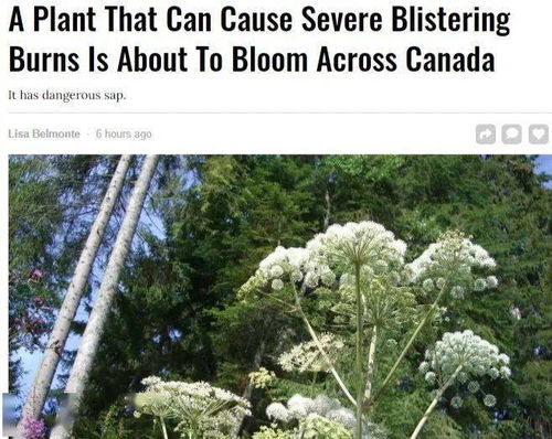 后花园种相思树合法吗？小心巨额滞纳金，如何合法种植省万元？