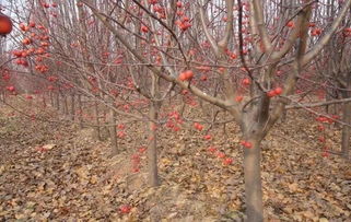 三个硬指标， 精品苗的评判标准