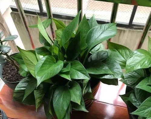 绿箩的喜好：半阴半阳，喜湿怕涝