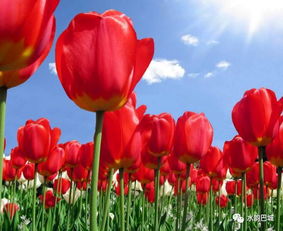 祭奠与悼念的温馨之花