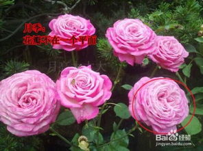 月季花与月季树：形态各异， 各有特色