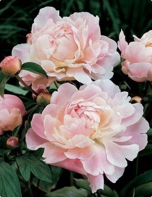 花期：芍药花期较长， 牡丹花期较短