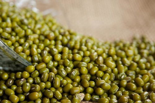 豌豆播种最佳时间为春季3月至4月