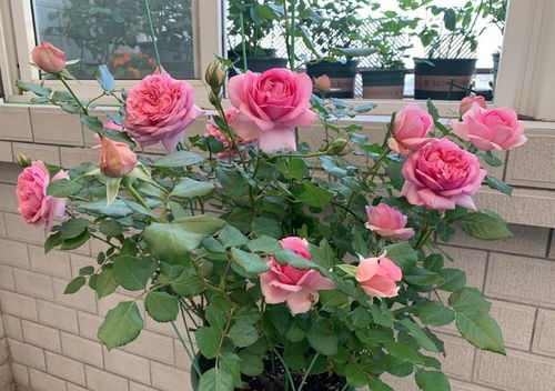 四季开花：勤劳的小蜜蜂