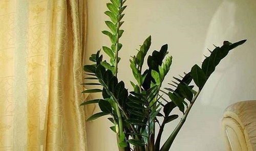 金钱树的翠绿养护秘籍