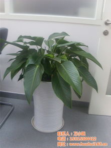 深圳绿植租摆市场，绿意盎然新风尚