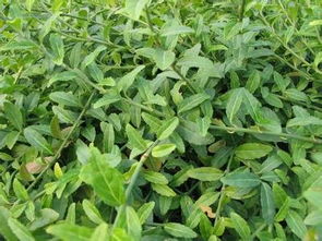 种植时间的选择