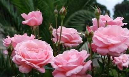 种植时间与价格，您了解吗？