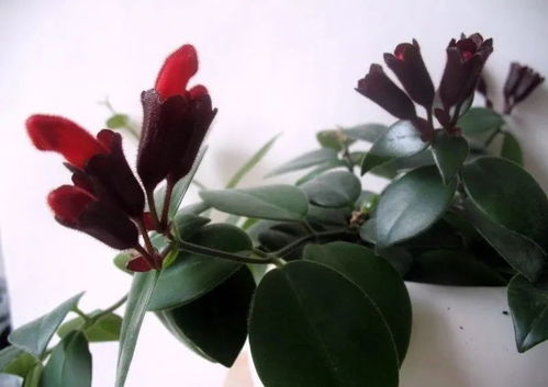 想种嫩吃的花，菊花是首选！