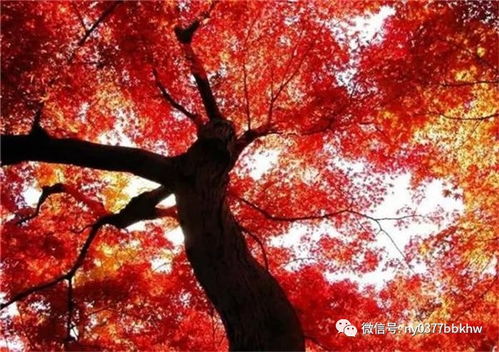 白桦树：高大的美女