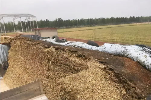 颗粒饲料发酵设备如何实现高效发酵，避免饲料变质和营养流失？