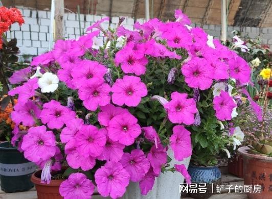 矮牵牛：开花机器