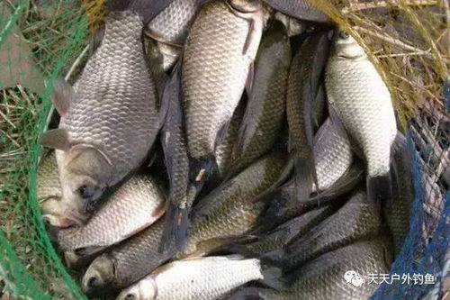 钓鲫鱼需掌握水层、饵料、钓法等技巧