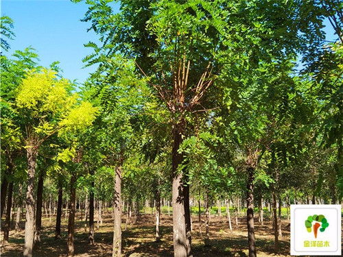 注意浇水和施肥