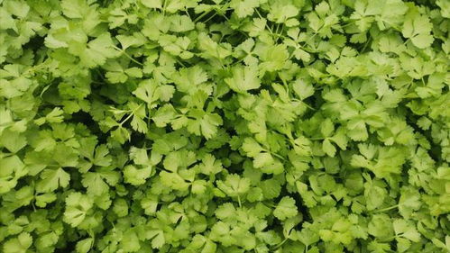 适量浇水，别太多