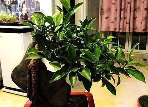 榕树盆景养殖技术，如何让叶片油绿茂盛