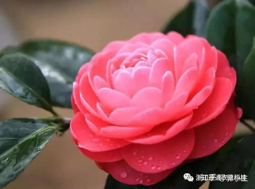 茶花养殖技术：如何让茶花绽放出绚烂色彩