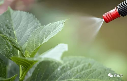 多菌灵不Neng杀虫的真相