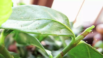花长腻虫怎么办？这几个土方法快速去除腻虫