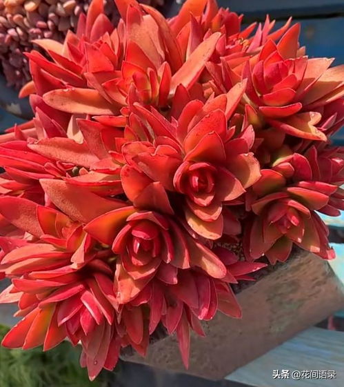 马醉木：耐寒耐热， 南北通吃的灌木植物