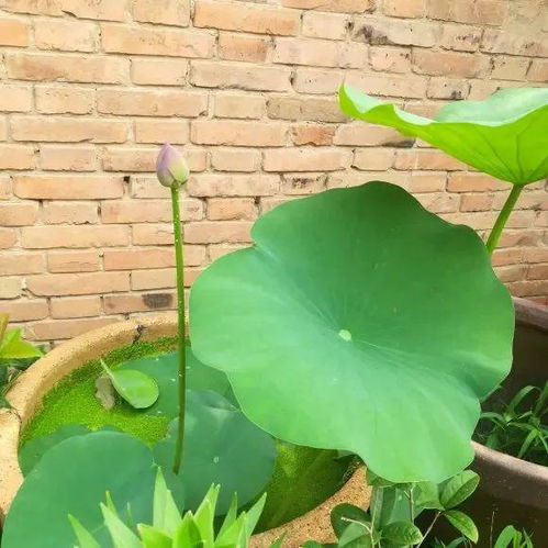 碗莲和睡莲：两种不同的水生植物