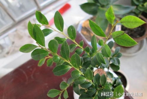 冬季绿植的生存法则