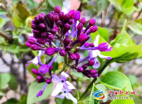 “春季播种，葫芦花开正当时！”