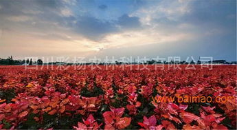 绿化变彩化，苗木市场的新风向