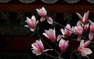 玉兰花的种植方法以及注意事项