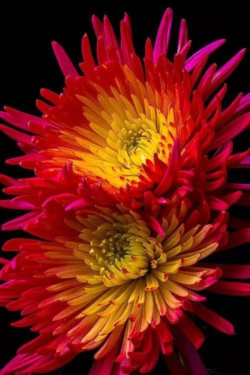 菊花图片哪里找？快速获取高清菊照秘诀
