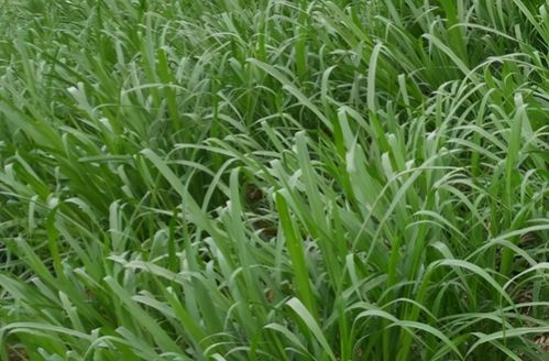 一、牧草种植，一次投入，十二年收益？