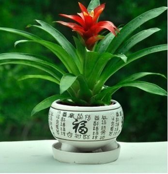 盆栽凤梨，热带观赏植物