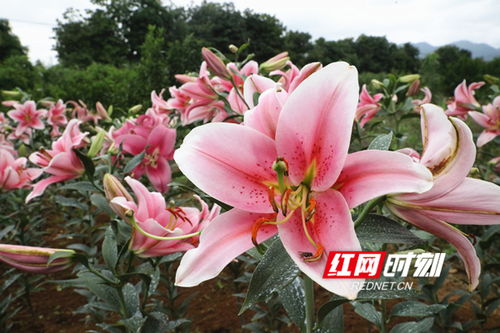 香水百合一年开花几次？如何进行日常护理以促进其持续开花