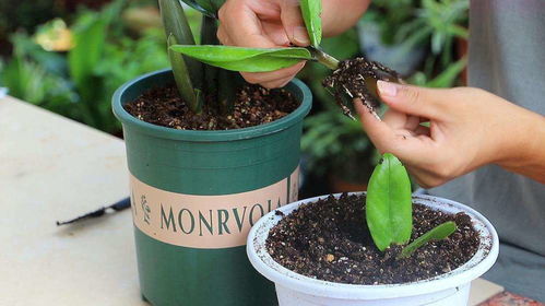 光照、 肥料：加速木质化的助手