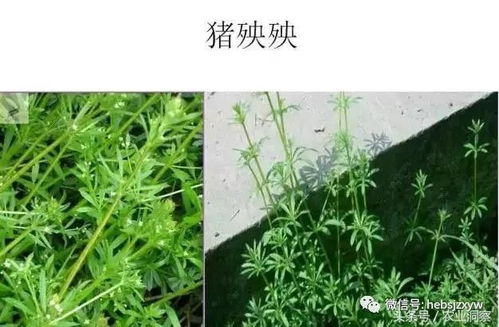 优势草种：草原的守护者