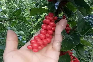 五角枫繁殖方式， 种子和嫁接者阝行