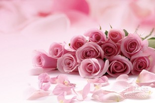 六朵玫瑰的祝福