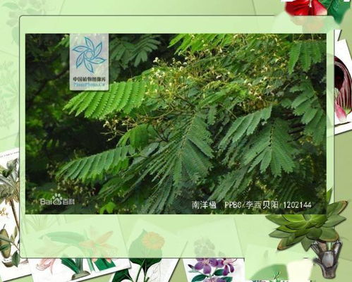 4. 那个长得像毛毛虫的，是不是“毛茛”？