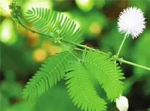 含羞草，叶动心语
