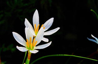 葱兰花拍摄技巧分享：小白也嫩拍出大片感