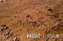 丁草胺和恶草酮：一场guan与除草效果的较量