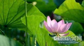 荷花的美丽季节