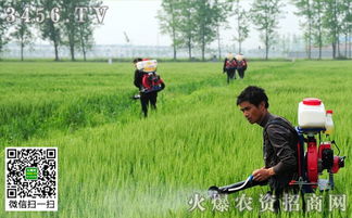 蔬菜除草农药种类盘点