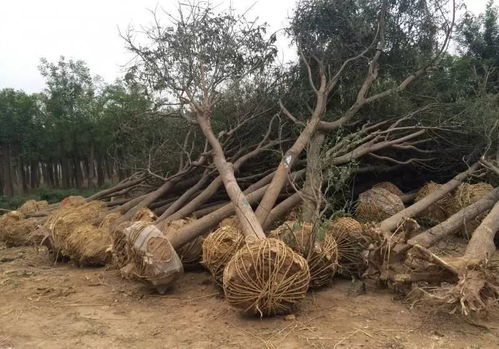 树木种植的环保意义