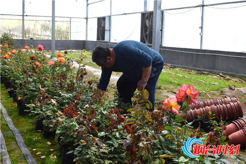 任尚泉：月季花开致富路， 兵支书书写新篇章