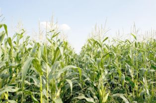 丁草胺和莠去津混合剂：平安与环保的除草之道