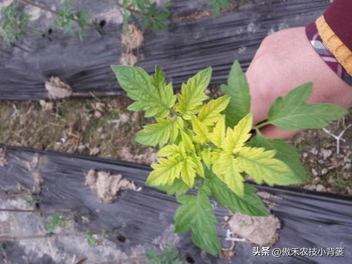 醉鱼草黄叶的原因是什么？如何有效预防和解决醉鱼草黄叶问题
