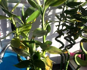 小状况二：光照不足