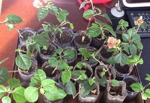 三、 紫罗兰：耐寒耐旱，发芽快