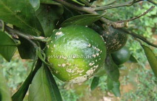 草甘膦：柑橘树生长的“隐形杀手”？